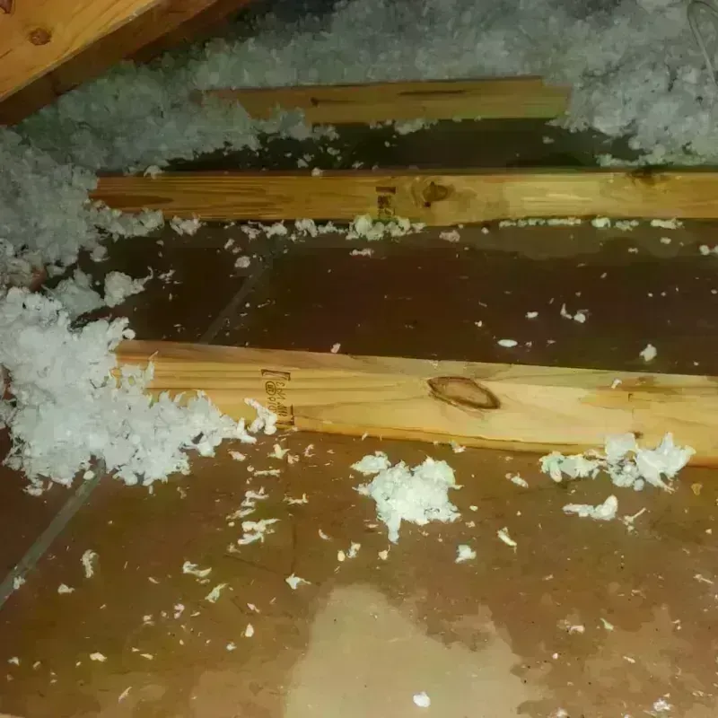 Attic Water Damage in Dakota City, NE